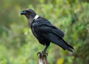 Corvus albicollis
