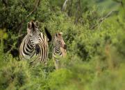 South Africa- Fauna