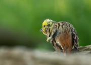 Emberiza citrinella