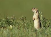 Long-tailed ground squirrel