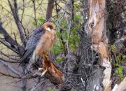 Kazachstan FAUNA