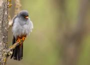 Falco vespertinus
