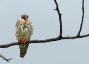 Falco amurensis