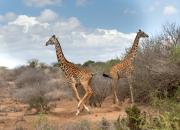 Masai giraffe