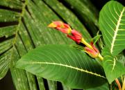 Sri Lanka Kwiaty
