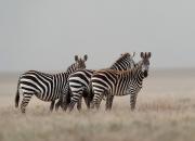 Zebra równikowa