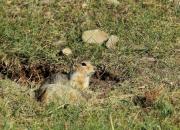 Long-tailed ground squirrel