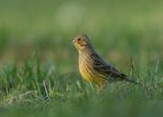 Emberiza citrinella