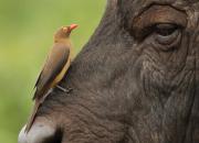 South Africa- Fauna