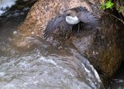 Kazachstan FAUNA