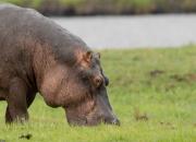 Common hippopotamus