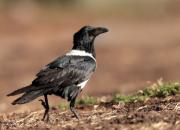 Corvus albus