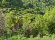 Żyrafa Masajska
