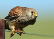 Falco naumanni