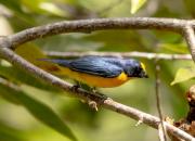 Euphonia hirundinacea