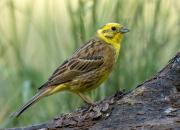 Emberiza citrinella