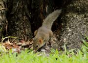 Wiewiórczak szarobrzuchy