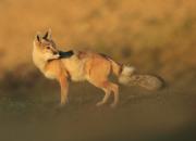  Corsac fox