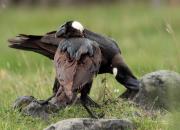 Corvus crassirostris