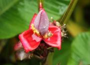 Kostaryka kwiaty