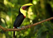 Costa Rica fauna