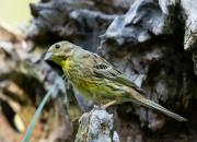 Emberiza citrinella