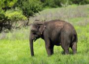 Słoń cejloński