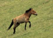 Przewalski's  Horse