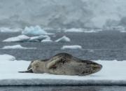 Antarktyda fauna