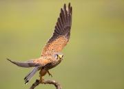 Falco tinnunculus 