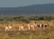 Soemmerring's gazelle