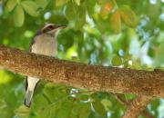 Tephrodornis affinis