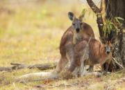 Australia - fauna