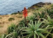 Madeira flora