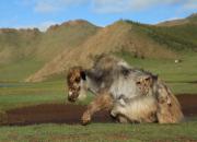 Mongolia fauna 