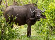 African buffalo
