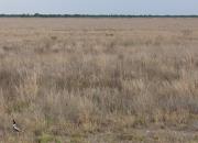 Botswana - krajobraz