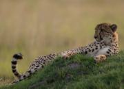 Gepard grzywiasty
