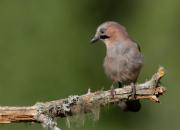 Garrulus glandarius