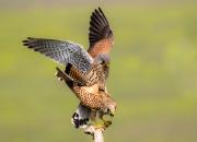 Falco tinnunculus 