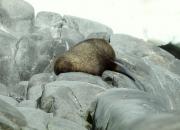 Antarctic fur seal