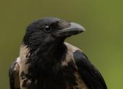 Corvus cornix