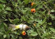 Pycnonotus tricolor