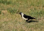 Corvus dauuricus