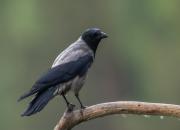 Corvus cornix