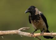 Corvus cornix