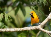 Mexico FAUNA