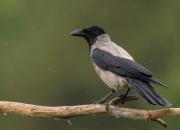 Corvus cornix