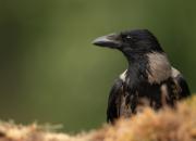 Corvus cornix