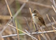 Acrocephalus agricola